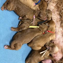 Goldendoodle puppies from Whiskey Row Royals