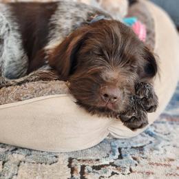 Wirehaired Pointing Griffon puppies from Saint Barbara's Wirehaired Pointing Griffons