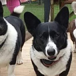 Cardigan Welsh Corgis from Old Iron Farm