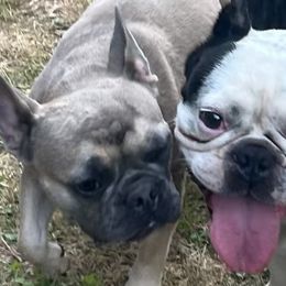 French Bulldogs from Ricki's French Bulldogs