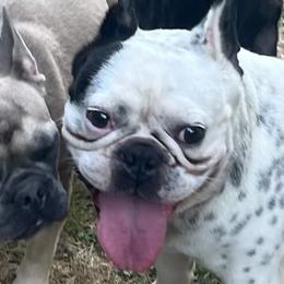 French Bulldogs from Ricki's French Bulldogs