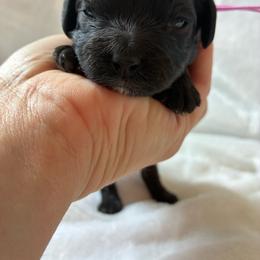 Dopey - Black and white male Cockapoo puppy in Adrian, Oregon from ApplebyFarm