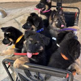 German Shepherd Puppies from Brooks High Quality Breeders