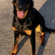 Beaucerons from Seelingers Beaucerons