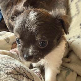 Bluey - Blue and white male Chihuahua puppy in Hackleburg, Alabama from Clements Chihuahua