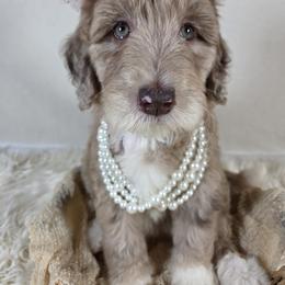Aussiedoodle Puppies from The Cuddly Dood Ranch