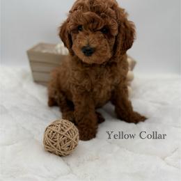 Yellow collar - Red  male Goldendoodle puppy in Belgrade, Montana from 406springhilldoodles