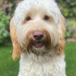 Faith - Poodle