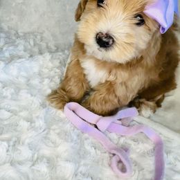 Gemma - Red female Maltipoo puppy in West Jordan, Utah from Mid Sized Maltipoos and More LLC