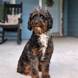 Australian Mountain Doodle puppies from Jagged Oaks Farm
