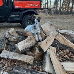 Australian Cattle Dog and Miniature Schnauzer Puppies from B & E Farms