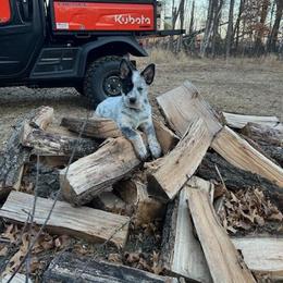 Australian Cattle Dog and Miniature Schnauzer Puppies from B & E Farms