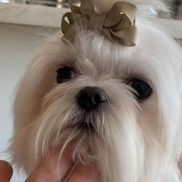 Simba  - Maltese
