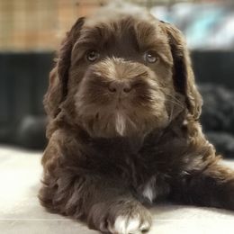 Australian Labradoodle Puppies from Shadow Pine Australian Labradoodles