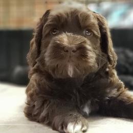 Australian Labradoodle Puppies from Shadow Pine Australian Labradoodles