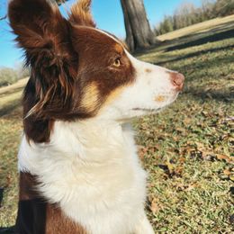 Josie - Australian Shepherd