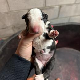 Athena - Black brindle and white female Bull Terrier puppy in Jasper, Indiana from Beautiful Bullies
