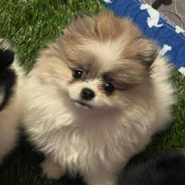 Sookie - Blue merle female Pomeranian puppy in Arizona from Ma Petite Amore Pomeranians