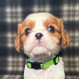 A. Boy - Blenheim male Cavalier King Charles Spaniel puppy in Siloam Springs, Arkansas from Queen Cavaliers