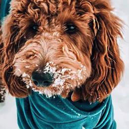 Bernedoodles and Goldendoodles from Happy Doodle