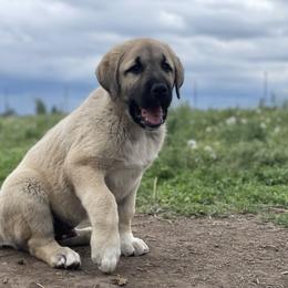 Anatolian Shepherd Dog Puppies from Wild Rooster Family Farm – AKC Anatolian Shepherd Breeder, OFA Health Tested