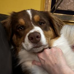 Australian Shepherds from Windfall Homestead