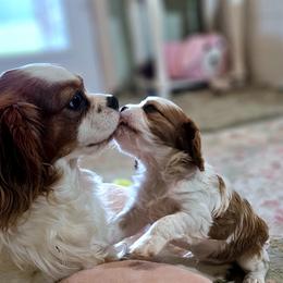 Cavalier King Charles Spaniel puppies from Puppyloversplace