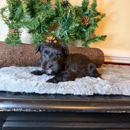 Lucy - Black female Yorkipoo puppy in Henderson, North Carolina from Dorans Danes and Doodles