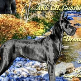 Ivy - Great Dane