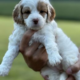 Poppy - White female Cavapoo puppy in Washington, Indiana from Sugarland Puppies