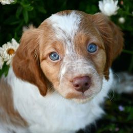 Mater - Orange roan male Brittany puppy in Hollidaysburg, Pennsylvania from Royal Flush Farms