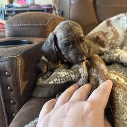 Dachshund Puppies from Willow Weiner Ranch