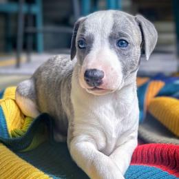 Rookie - Blue male Whippet puppy in Oneida, Tennessee from Saving Grace