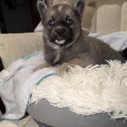 Gretel - Wolf sable female Pomsky puppy in New Bedford, Massachusetts from Roark Pack Chihuahua's & Pomsky's