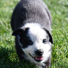 Border Collies from D8 Ranch Border Collies