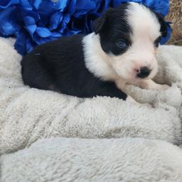 Kahn - Black tri Miniature Australian Shepherd puppy in Trenton, Tennessee from Lauren's Little Aussies