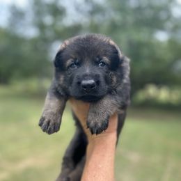 Hugo - Sable male German Shepherd puppy in Milan, Illinois from Stonewick German Shepherds