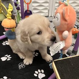 Orange collar - Light golden female Golden Retriever puppy in Ingleside, Texas from Sweetbay Goldens