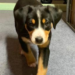 Entlebucher Mountain Dog Puppies from Middle Fork Entlebuchers