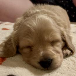 Boy 1 - Cream male Dachshund puppy in Bowie, Texas from Yellow Rose Dachshunds