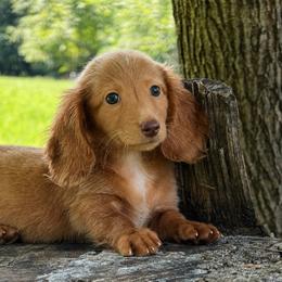 Belle - Red female Dachshund puppy in Industry, Illinois from KDKs Kennels