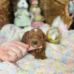 Prince - Red  male Goldendoodle puppy in Wharton, Texas from Little Fur Friends