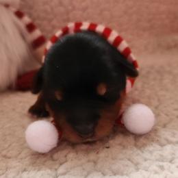 Pearl - Black and tan female Yorkshire Terrier puppy in Castleton, New York from Jennifer's Yorkies
