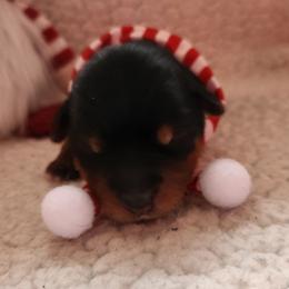 Pearl - Black and tan female Yorkshire Terrier puppy in Castleton, New York from Jennifer's Yorkies