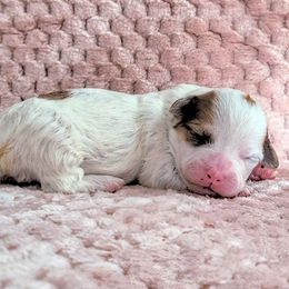 Girl4 - Parti female Yorkipoo puppy in Idaho from Little Rascal Ranch