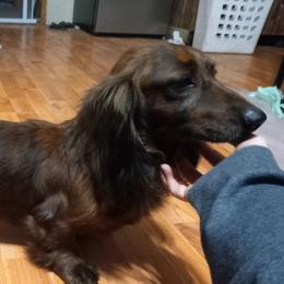 Max - Dachshund