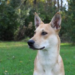 Carolina Dog Puppies from Williams Sweet Carolina