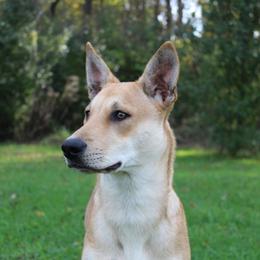 Carolina Dog Puppies from Williams Sweet Carolina