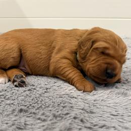 Fezzik - Dark golden male Golden Retriever puppy in Salt Lake City, Utah from Soaring golden retrievers