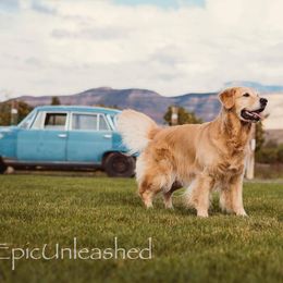 Golden Retriever All Grown Up from Lookout Golden Retrievers